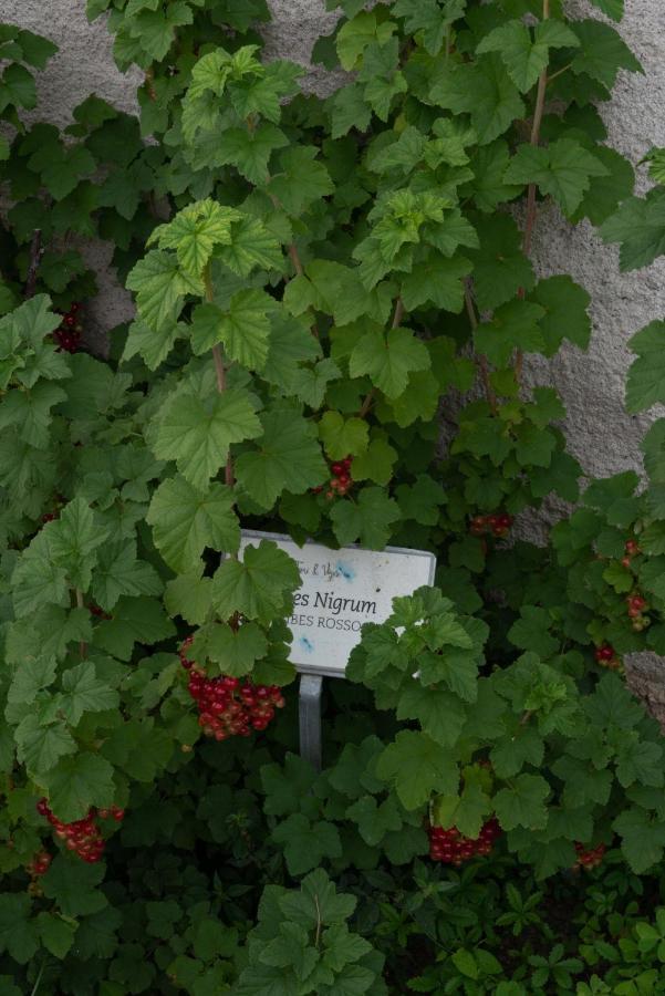 Fiori&Vigne Di Cecilia Marcon Vila Farra di Soligo Exterior foto